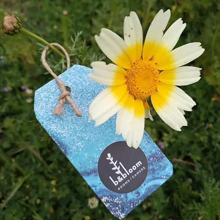 Frühstückspension Bandbloom *